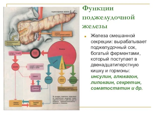 Функции поджелудочной железы Железа смешанной секреции: вырабатывает поджелудочный сок, богатый