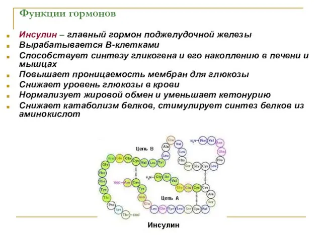 Функции гормонов Инсулин – главный гормон поджелудочной железы Вырабатывается В-клетками