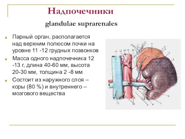 Надпочечники glandulae suprarenales Парный орган, располагается над верхним полюсом почки