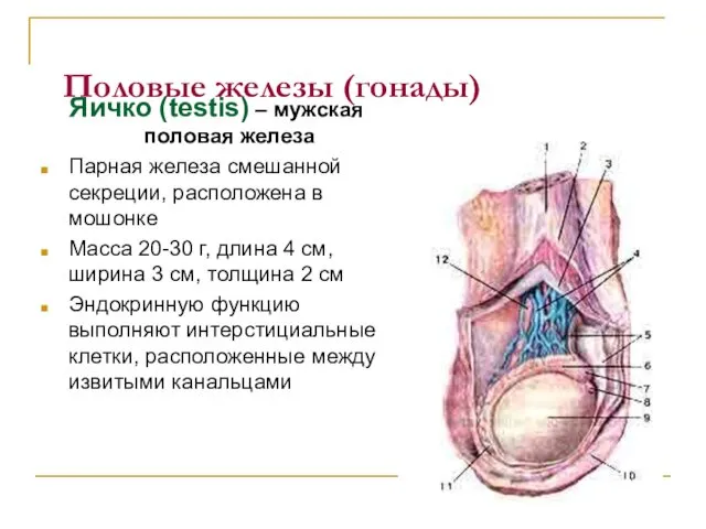 Половые железы (гонады) Яичко (testis) – мужская половая железа Парная