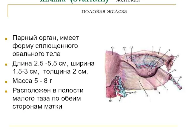 Яичник (ovarium) - женская половая железа Парный орган, имеет форму