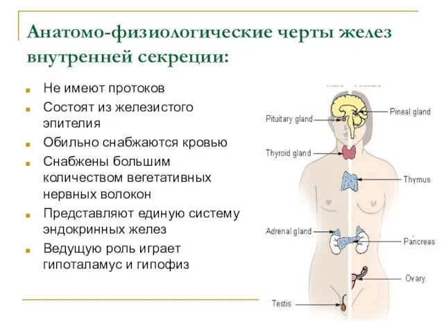 Анатомо-физиологические черты желез внутренней секреции: Не имеют протоков Состоят из