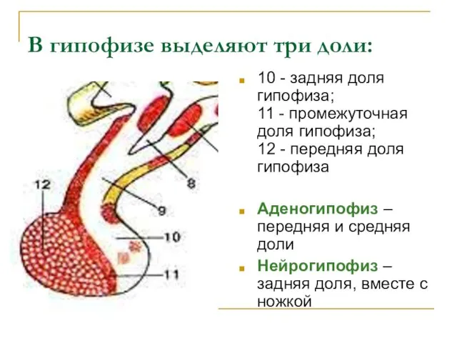 В гипофизе выделяют три доли: 10 - задняя доля гипофиза;