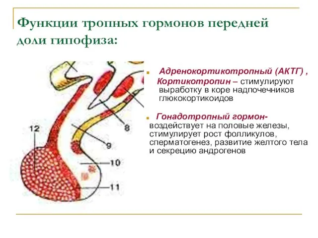 Функции тропных гормонов передней доли гипофиза: Адренокортикотропный (АКТГ) , Кортикотропин