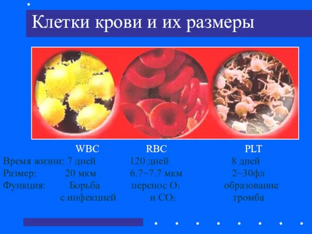 Клетки крови и их размеры WBC RBC PLT Время жизни: