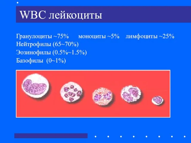 WBC лейкоциты Гранулоциты ~75% моноциты ~5% лимфоциты ~25% Нейтрофилы (65~70%) Эозинофилы (0.5%~1.5%) Базофилы (0~1%)