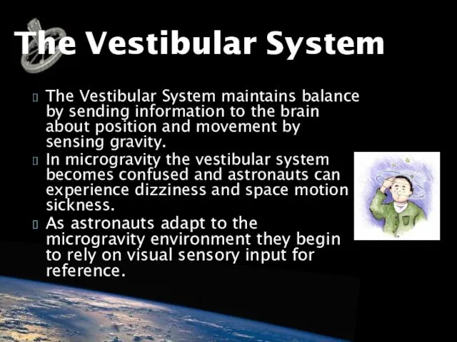 The Vestibular System maintains balance by sending information to the