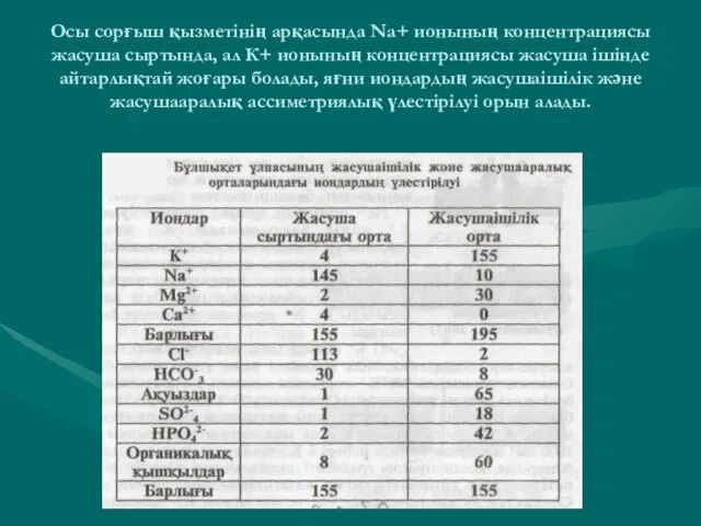 Осы сорғыш қызметінің арқасында Na+ ионының концентрациясы жасуша сыртында, ал