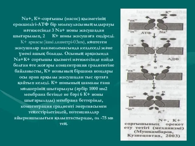 Na+, К+-сорғышы (насос) қызметінің ерекшелігі-АТФ бір молекуласының ыдырауы нәтижесінде 3