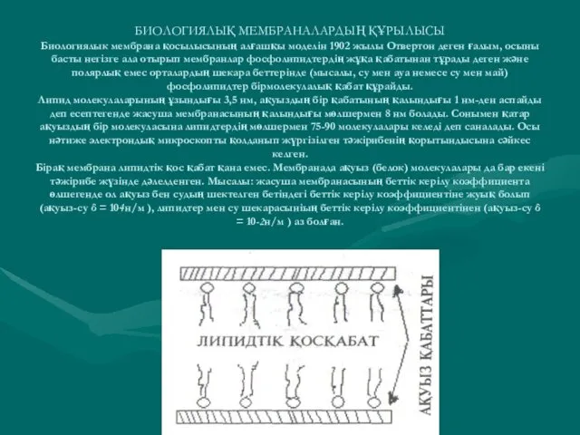 БИОЛОГИЯЛЫҚ МЕМБРАНАЛАРДЫҢ ҚҰРЫЛЫСЫ Биологиялык мембрана қосылысының алғашқы моделін 1902 жылы