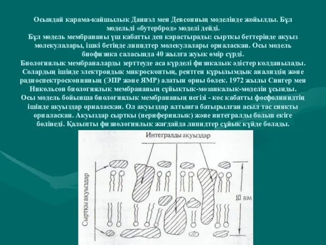 Осындай қарама-қайшылық Даниэл мен Девсонның моделінде жойылды. Бұл модельді «бутерброд»