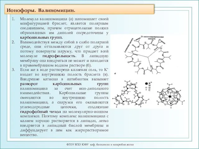 Ионофоры. Валиномицин. ФГОУ ВПО ЮФУ каф. биохимии и микробиологии Молекула