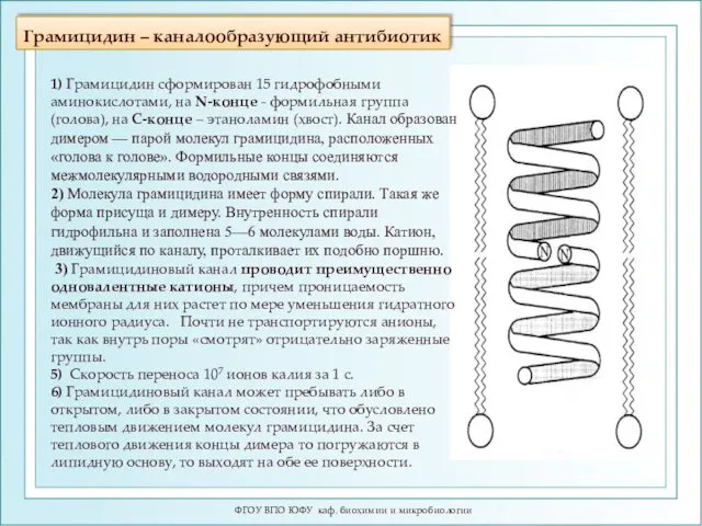 Грамицидин – каналообразующий антибиотик ФГОУ ВПО ЮФУ каф. биохимии и