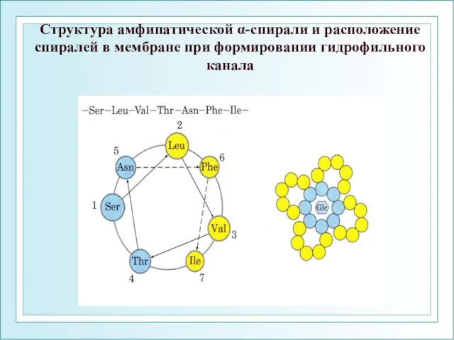 Структура амфипатической α-спирали и расположение спиралей в мембране при формировании гидрофильного канала