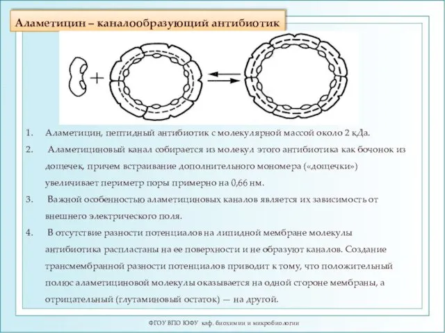 Аламетицин – каналообразующий антибиотик ФГОУ ВПО ЮФУ каф. биохимии и