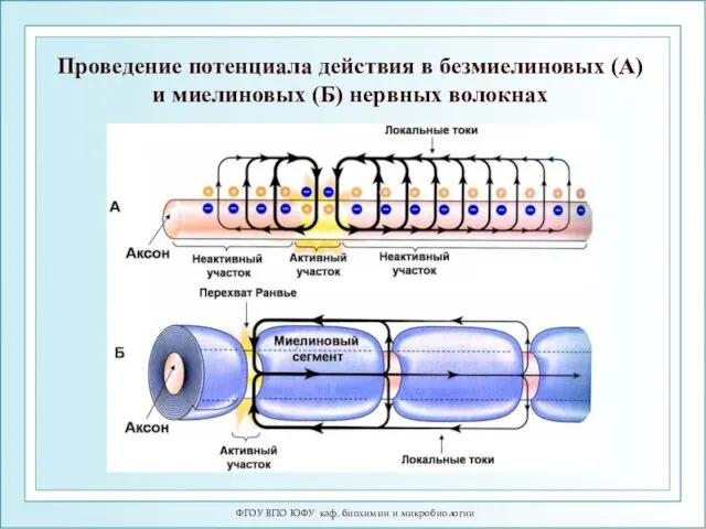 ФГОУ ВПО ЮФУ каф. биохимии и микробиологии Проведение потенциала действия