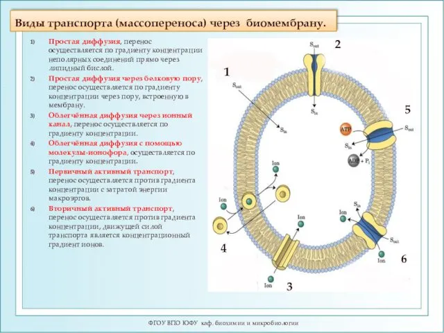 Виды транспорта (массопереноса) через биомембрану. ФГОУ ВПО ЮФУ каф. биохимии и микробиологии