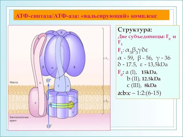 АТФ-синтаза/АТФ-аза: «вальсирующий» комплекс Структура: Две субъединицы: F0 и F1 F1: