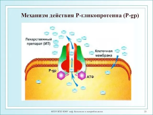 ФГОУ ВПО ЮФУ каф. биохимии и микробиологии Механизм действия Р-гликопротеина (P-gp)