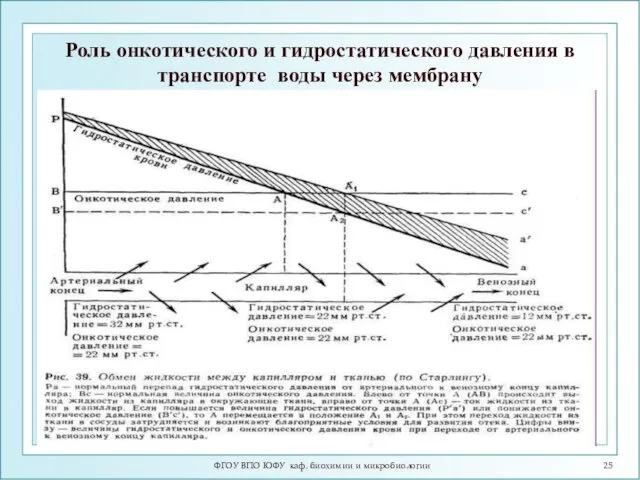 Роль онкотического и гидростатического давления в транспорте воды через мембрану