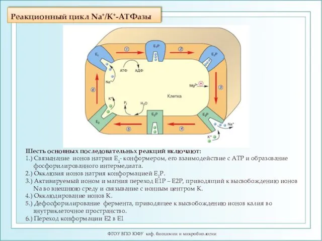 Реакционный цикл Na+/K+-ATФазы ФГОУ ВПО ЮФУ каф. биохимии и микробиологии