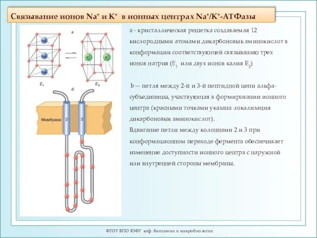 Связывание ионов Na+ и K+ в ионных центрах Na+/K+-ATФазы ФГОУ