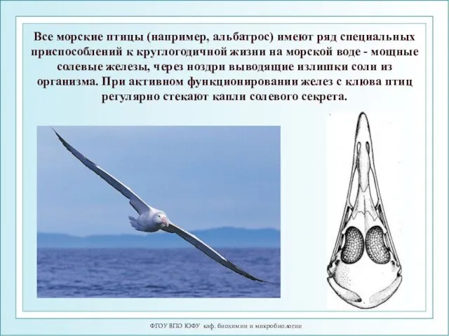 ФГОУ ВПО ЮФУ каф. биохимии и микробиологии Все морские птицы