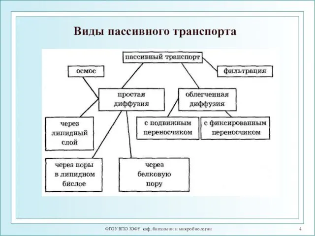 ФГОУ ВПО ЮФУ каф. биохимии и микробиологии Виды пассивного транспорта