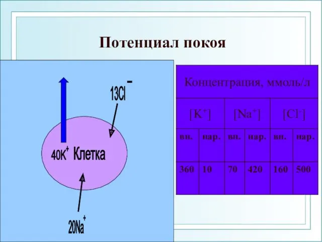 Потенциал покоя