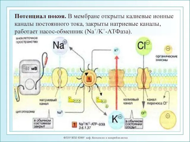 ФГОУ ВПО ЮФУ каф. биохимии и микробиологии Потенциал покоя. В