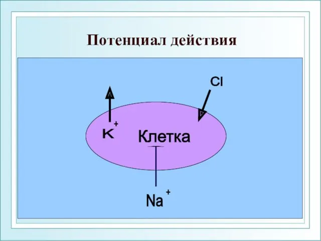 Потенциал действия