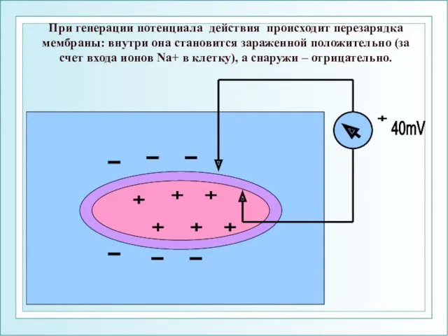 При генерации потенциала действия происходит перезарядка мембраны: внутри она становится