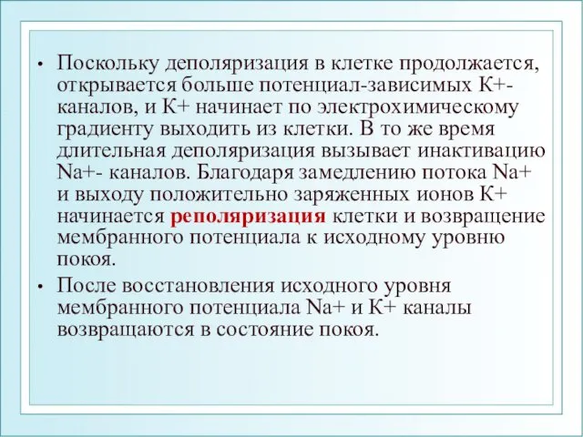 Поскольку деполяризация в клетке продолжается, открывается больше потенциал-зависимых К+-каналов, и