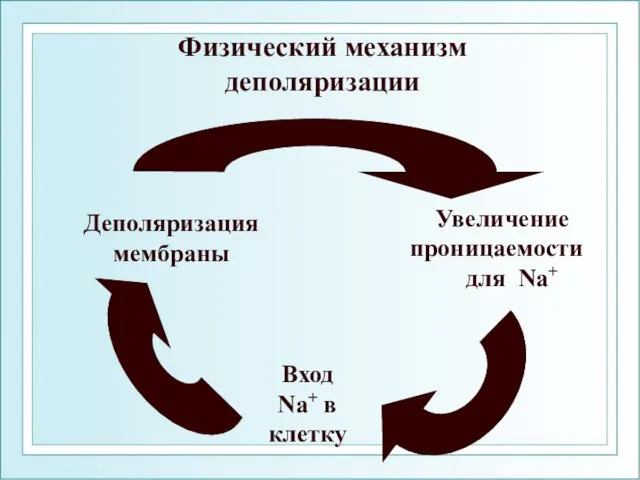 Физический механизм деполяризации Увеличение проницаемости для Na+ Вход Na+ в клетку Деполяризация мембраны