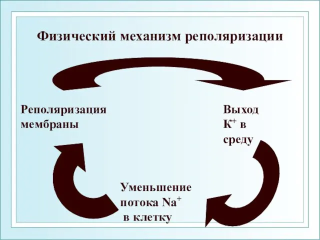 Физический механизм реполяризации Выход К+ в среду Уменьшение потока Na+ в клетку Реполяризация мембраны