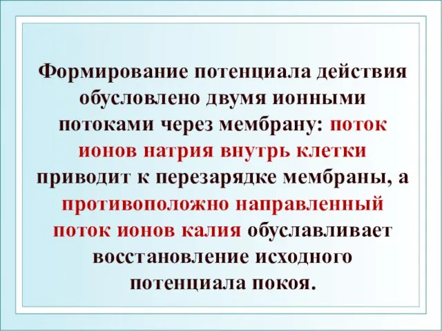 Формирование потенциала действия обусловлено двумя ионными потоками через мембрану: поток