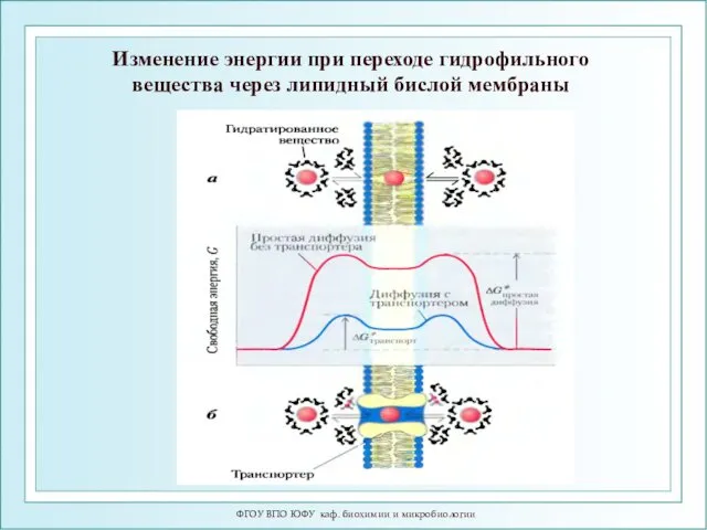 ФГОУ ВПО ЮФУ каф. биохимии и микробиологии Изменение энергии при