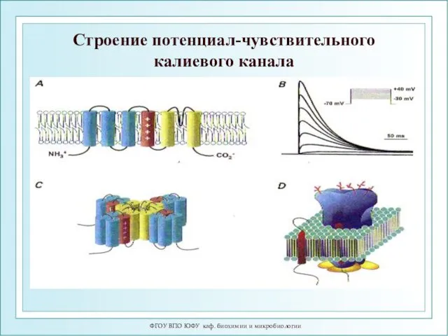 ФГОУ ВПО ЮФУ каф. биохимии и микробиологии Строение потенциал-чувствительного калиевого канала