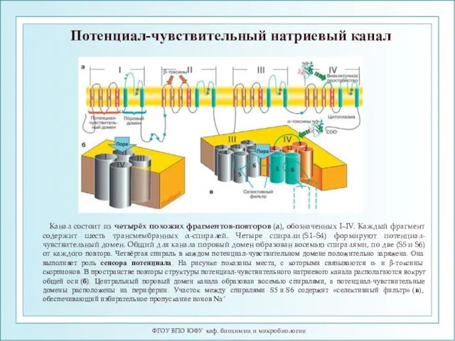 Потенциал-чувствительный натриевый канал Канал состоит из четырёх похожих фрагментов-повторов (а),