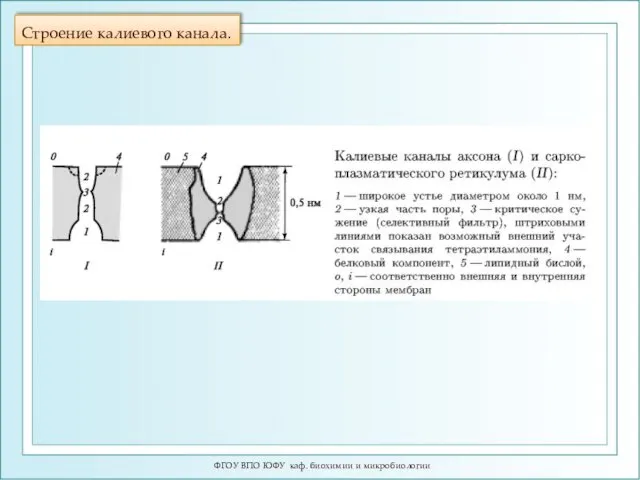 Строение калиевого канала. ФГОУ ВПО ЮФУ каф. биохимии и микробиологии