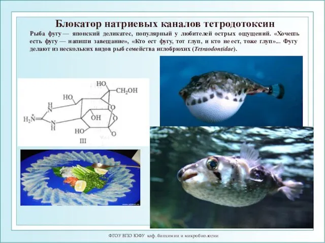 ФГОУ ВПО ЮФУ каф. биохимии и микробиологии Блокатор натриевых каналов