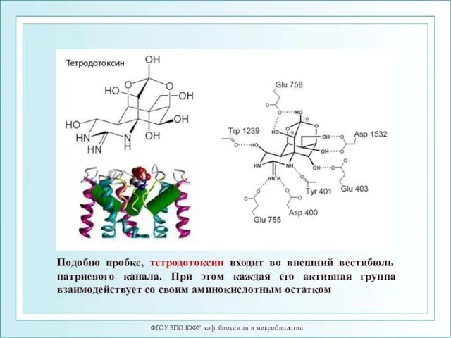 ФГОУ ВПО ЮФУ каф. биохимии и микробиологии Подобно пробке, тетродотоксин