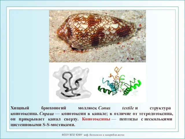 ФГОУ ВПО ЮФУ каф. биохимии и микробиологии Хищный брюхоногий моллюск