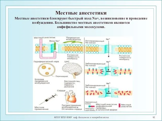 ФГОУ ВПО ЮФУ каф. биохимии и микробиологии Местные анестетики Местные