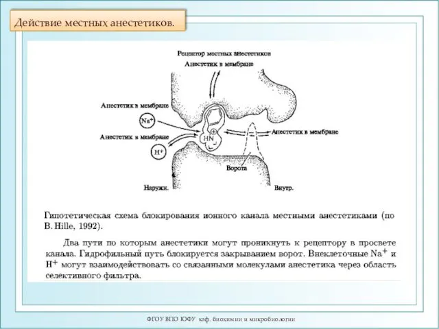 Действие местных анестетиков. ФГОУ ВПО ЮФУ каф. биохимии и микробиологии