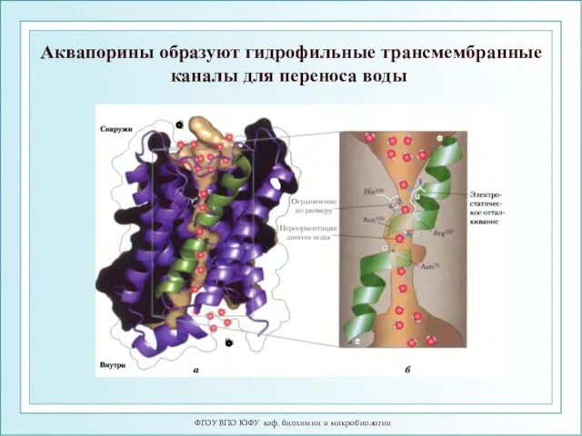 ФГОУ ВПО ЮФУ каф. биохимии и микробиологии Аквапорины образуют гидрофильные трансмембранные каналы для переноса воды