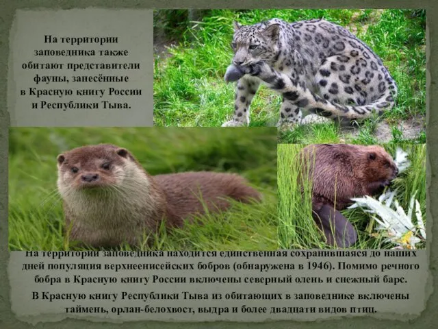 На территории заповедника также обитают представители фауны, занесённые в Красную книгу России и