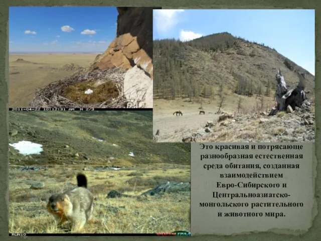 Это красивая и потрясающе разнообразная естественная среда обитания, созданная взаимодействием Евро-Сибирского и Центральноазиатско-монгольского