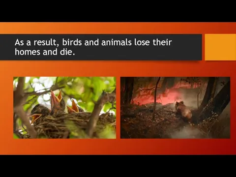 As a result, birds and animals lose their homes and die.