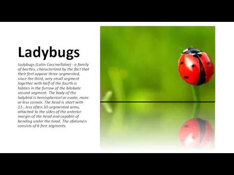 Ladybugs Ladybugs (Latin Coccinellidae) - a family of beetles, characterized